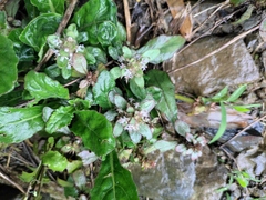 Ajuga decumbens