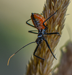 Arilus cristatus