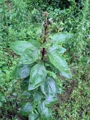Gynura divaricata