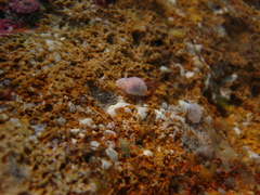 Goniobranchus epicurius