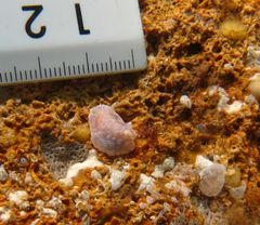 Goniobranchus epicurius