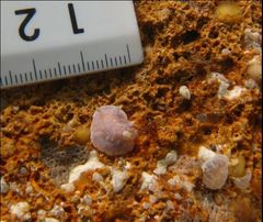 Goniobranchus epicurius