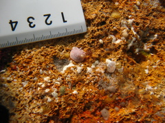 Goniobranchus epicurius