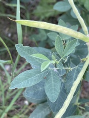 Thermopsis divaricarpa