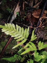 Pteris dispar