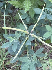 Thermopsis divaricarpa