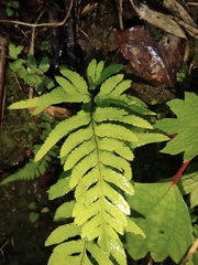 Pteris dispar