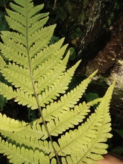 Tectaria devexa