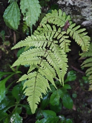 Tectaria devexa