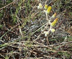 Dudleya abramsii abramsii