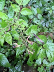 Salvia bowleyana