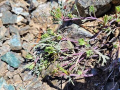 Chaenactis thompsonii