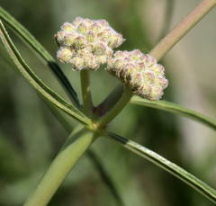 Asclepias engelmanniana