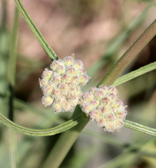 Asclepias engelmanniana