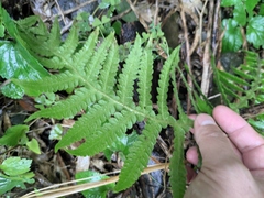 Phegopteris decursive-pinnata