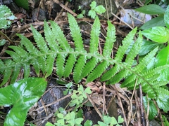 Phegopteris decursive-pinnata