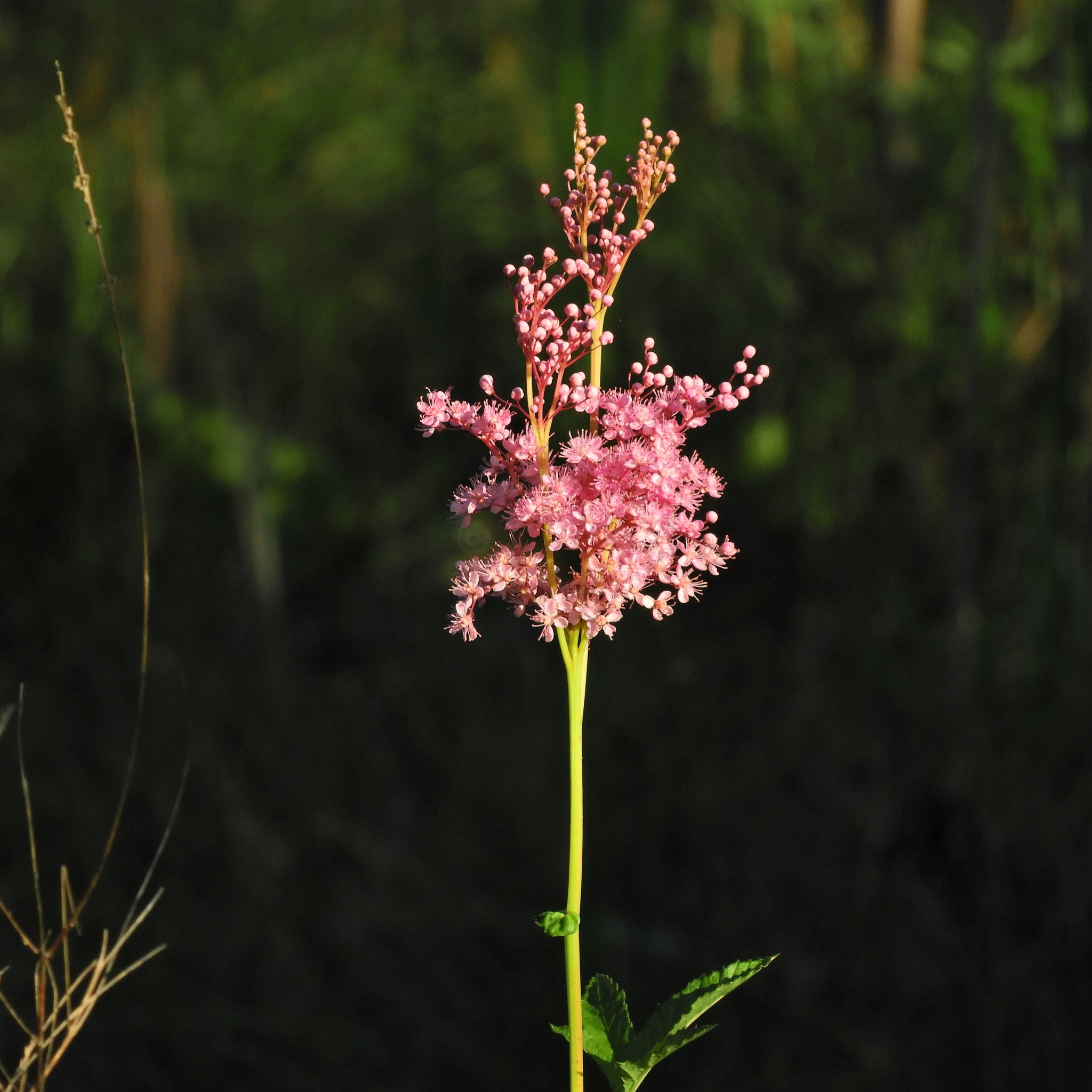 Filipendula rubra