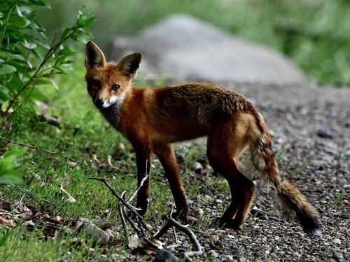 Eastern American Red Fox photographed in Rhode Island