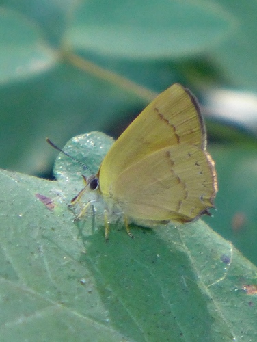 Golden Hairstreak photo 3
