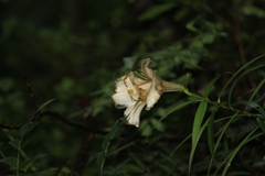 Lilium brownii