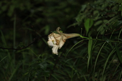 Lilium brownii