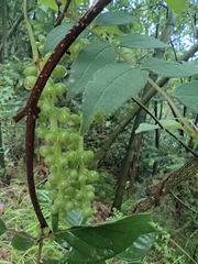 Schisandra chinensis