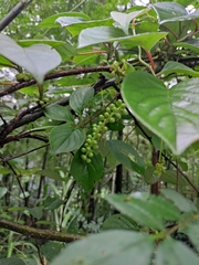 Schisandra chinensis