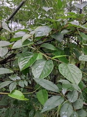 Schisandra chinensis