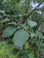 Schisandra chinensis