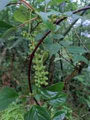 Schisandra chinensis