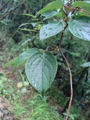 Schisandra chinensis