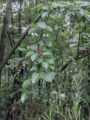 Schisandra chinensis