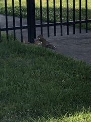 Sciurus carolinensis