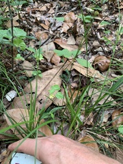 Carex dasycarpa image