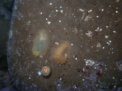 Dendrodoris fumata