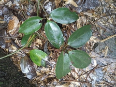 Lardizabalaceae