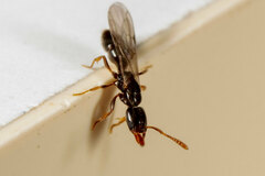 Hypoponera punctatissima