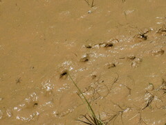 Kinosternon subrubrum