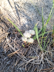 Allium tribracteatum