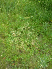 Trinia kitaibelii