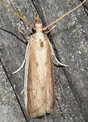 Peoria roseotinctella