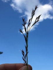 Rhynchospora inexpansa