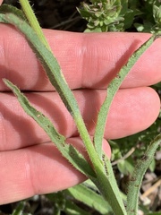 Hackelia diffusa