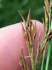 Rhynchospora inexpansa