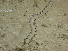 Kinosternon subrubrum