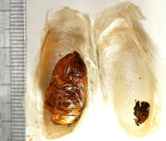 Anthela rubeola