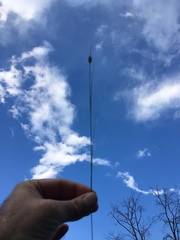 Rhynchospora gracilenta