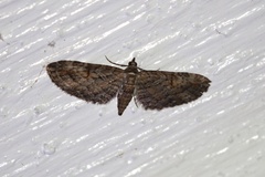 Eupithecia graefii