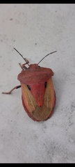 Chalcopis glandulosa