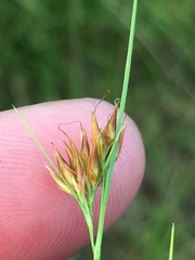 Rhynchospora gracilenta